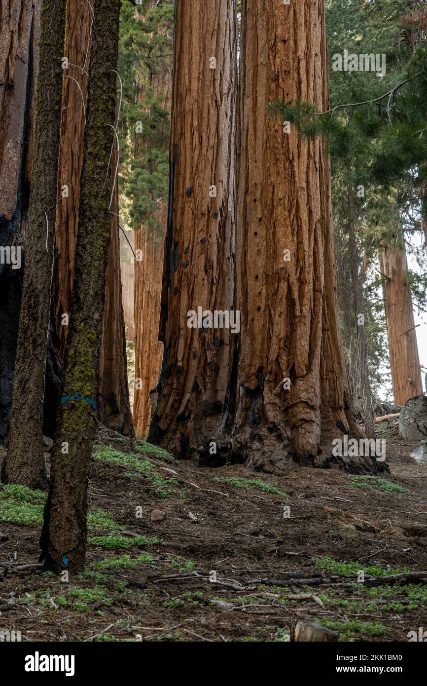 Secuoyas gigantes encaramadas en Hill Side en el Parque Nacional Sequoia Foto de stock