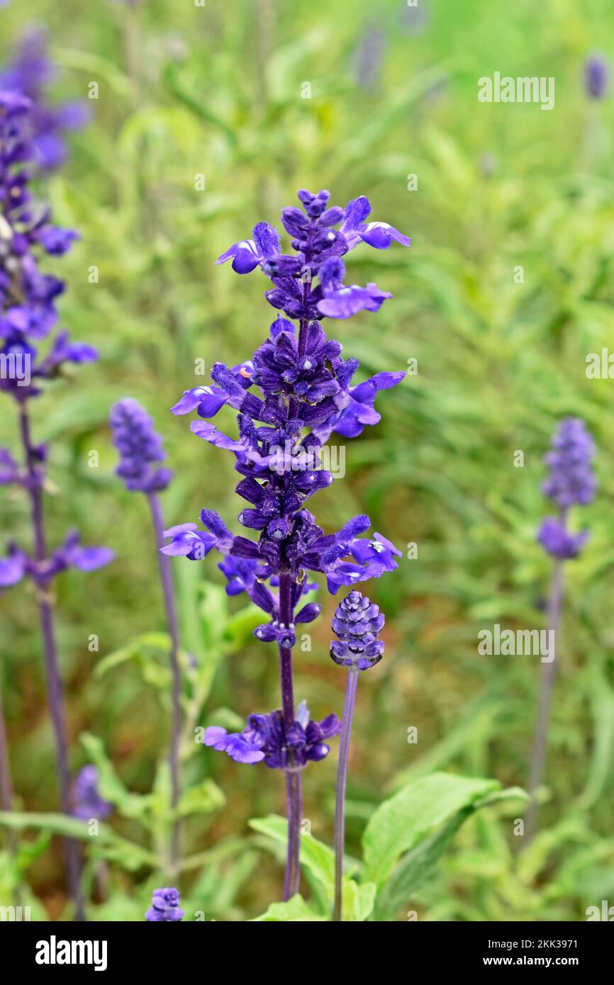 Flores de lavanda (Lavandula angustifolia) en el jardín Fotografía de stock  - Alamy