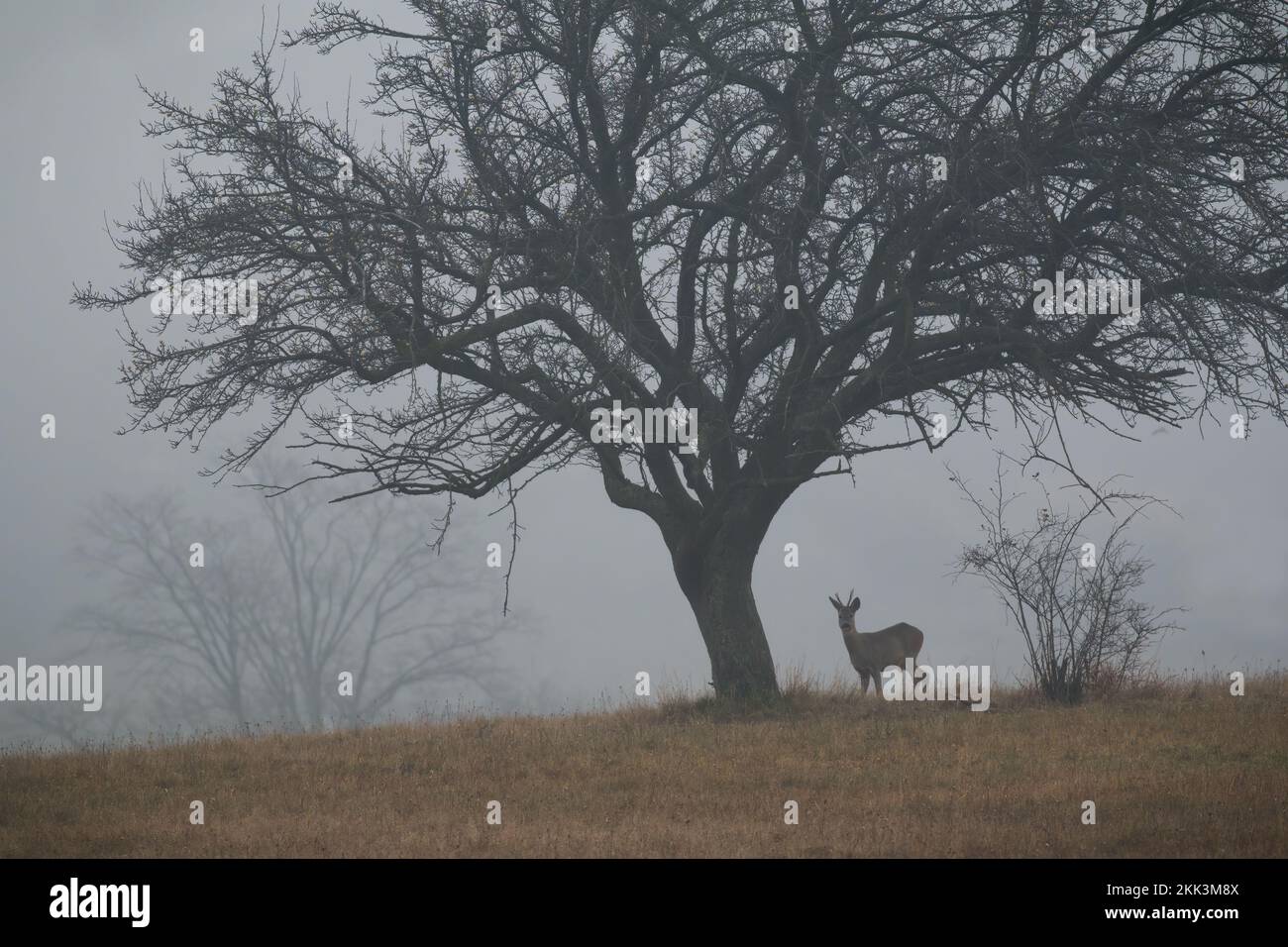 Ciervo ROE parado bajo el árbol en la niebla de la mañana del otoño Foto de stock