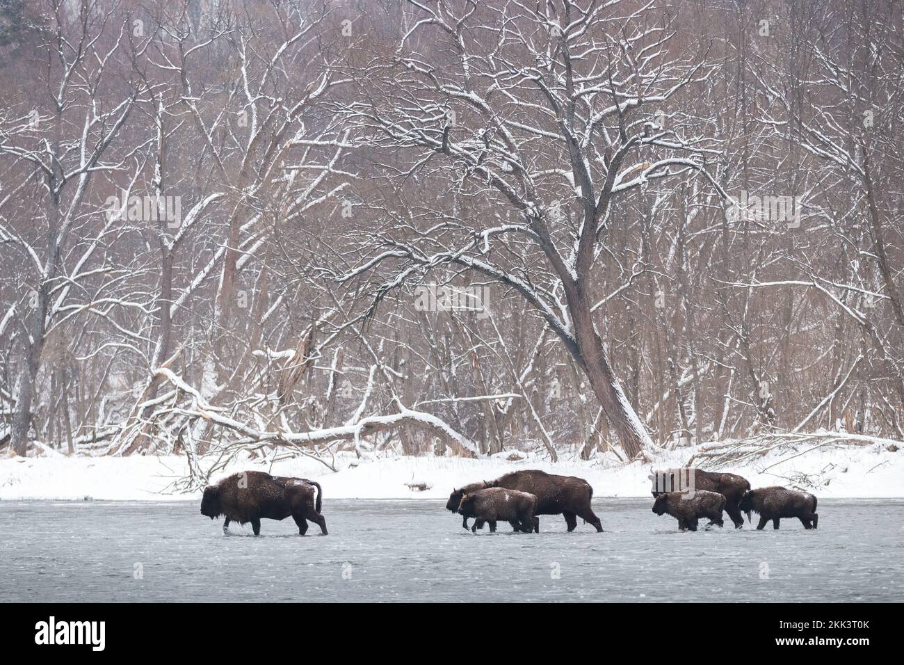 Muchos bisontes europeos caminando por el agua en invierno Foto de stock