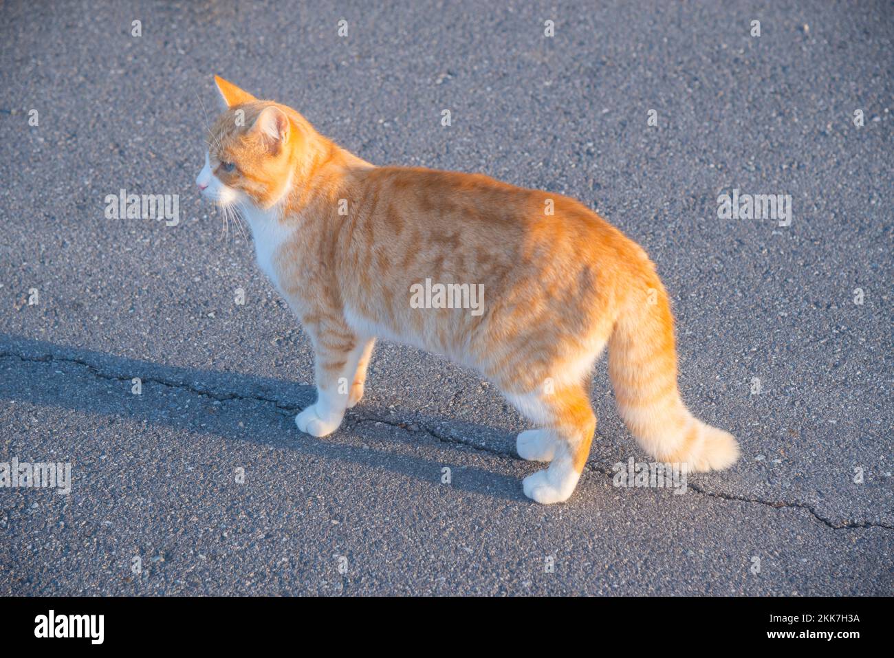 Atigrado y un gato blanco. Foto de stock