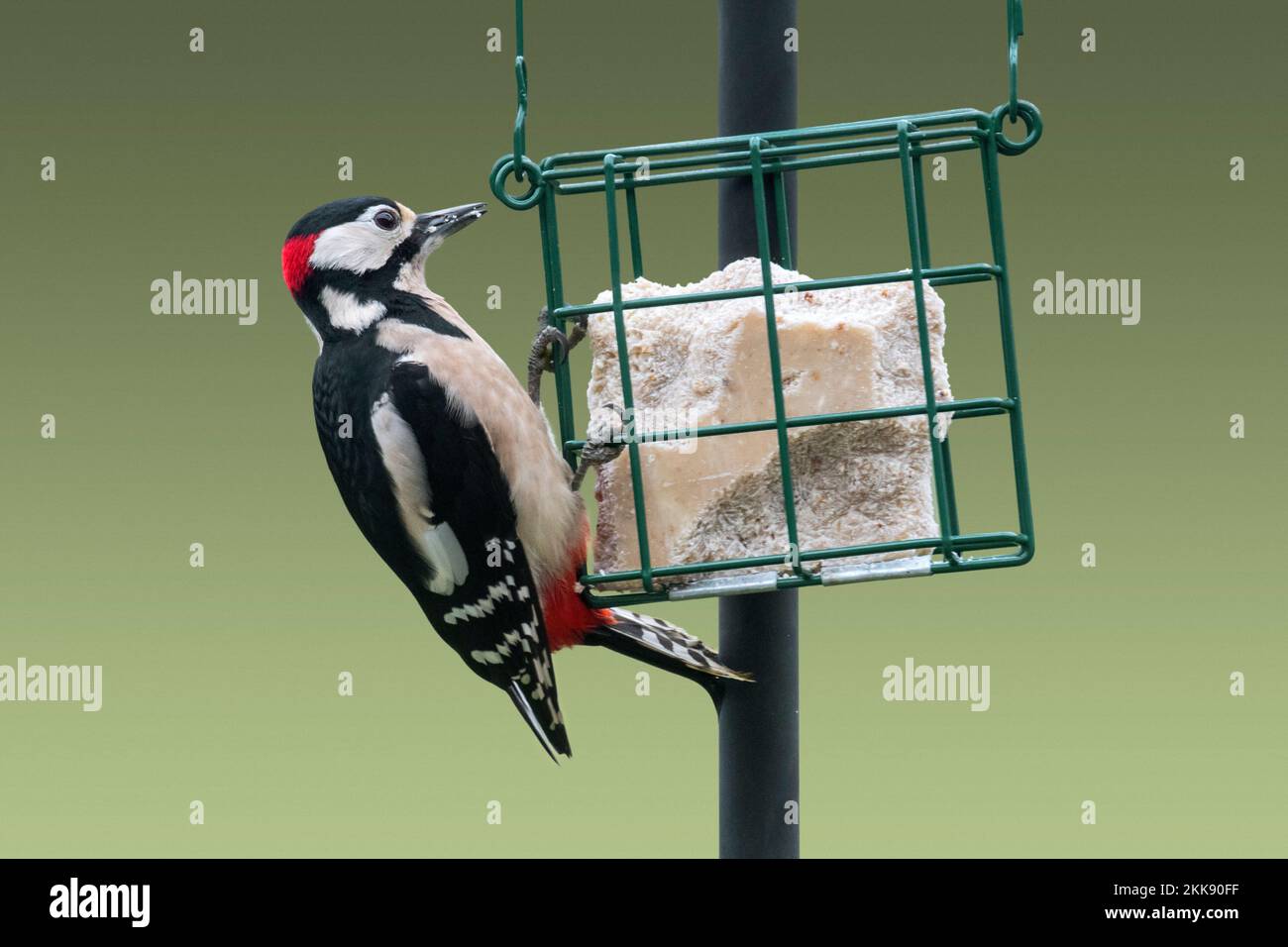 Gran pájaro carpintero manchado (Dendrocopos Major) macho comiendo grasa / sueto del alimentador de aves / alimentador de aves en el jardín en invierno Foto de stock