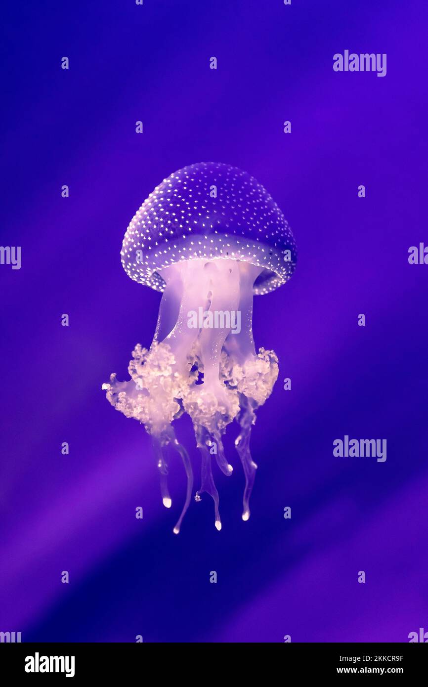 Una fotografía vertical de una medusa bajo el agua, perfecta para fondos de  pantalla Fotografía de stock - Alamy