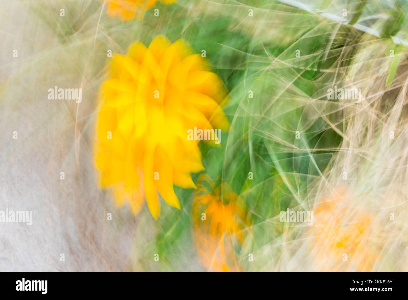 Movimiento abstracto Desenfoque Flor amarillo brillante creciendo en dunas de arena en el Monte maunganui, Nueva Zelanda como imagen de fondo de la naturaleza. Foto de stock