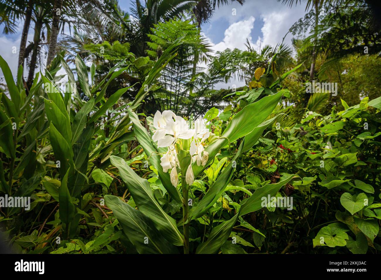 Flor de guirnalda silvestre o lirio de jengibre (Hedychium forresti) en el Parque Nacional de la Selva Tropical El Yunque, en la isla caribeña tropical de Puerto Rico, EE.UU... Foto de stock