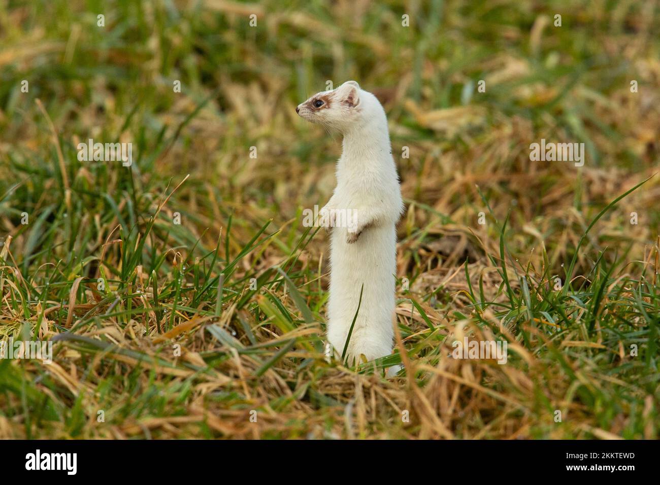 Ermine en abrigo blanco de invierno de pie en pradera mirando desde la parte delantera izquierda Foto de stock