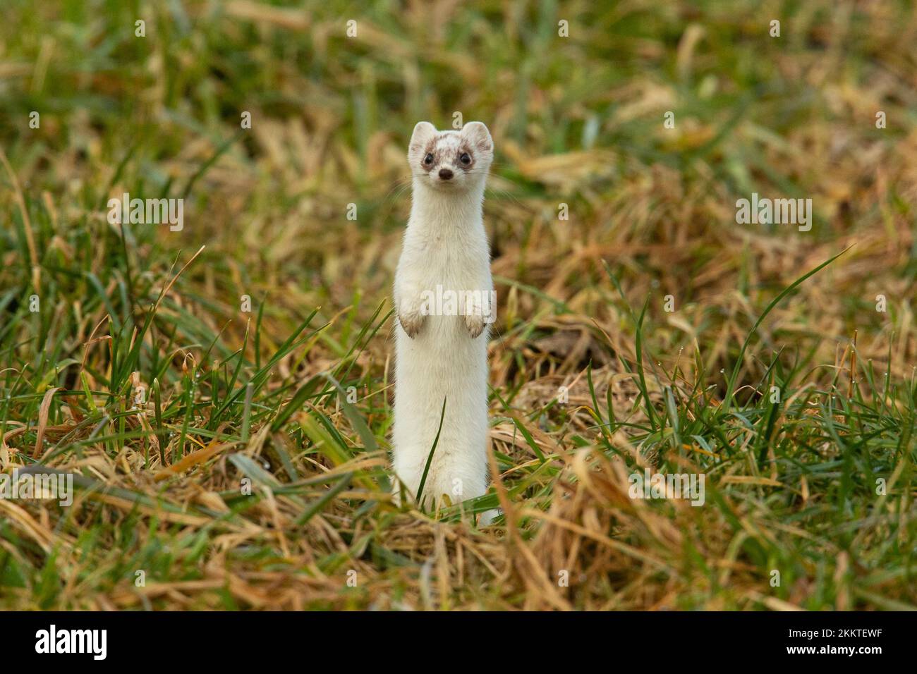 Ermine en abrigo blanco de invierno de pie en pradera mirando desde el frente Foto de stock