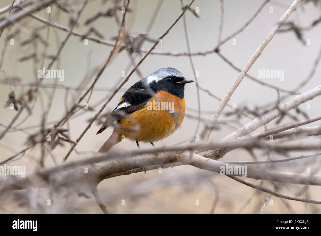 Primer plano de una redstart dauria en un colorido árbol durante el otoño en un día soleado en primavera Foto de stock