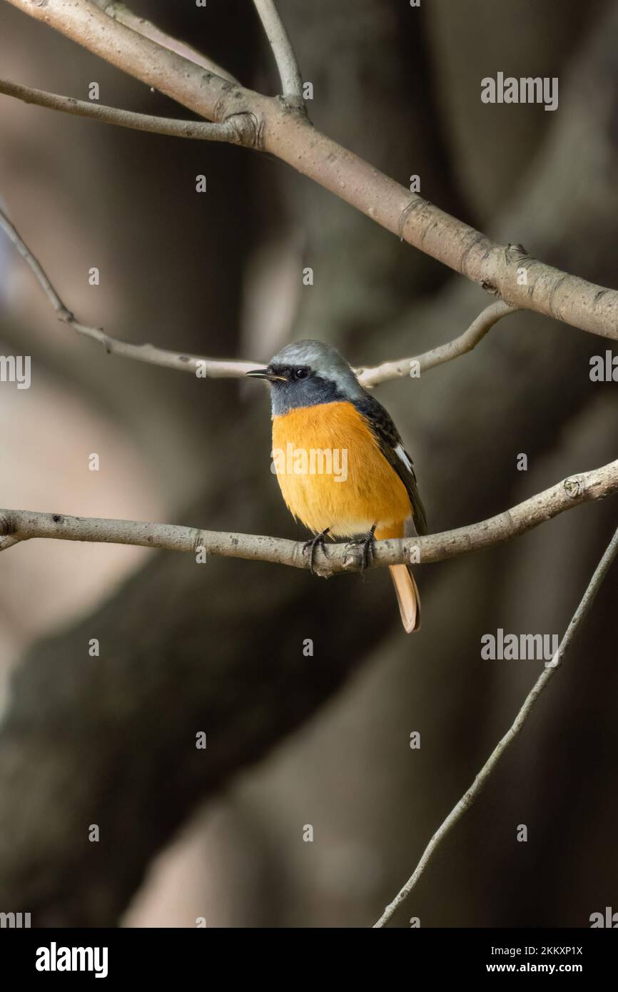 Primer plano de una hermosa redstart dauria sentada durante la primavera en un día soleado Foto de stock