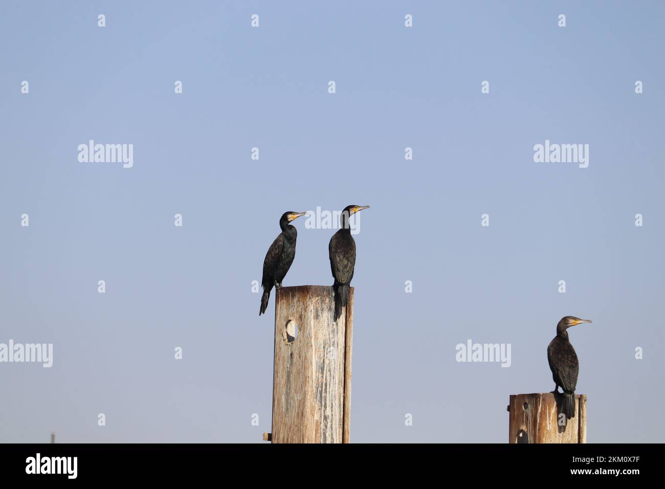 Grandes aves cormoranes (Phalacrocorax carbo) en el río nilo en Aswan Foto de stock