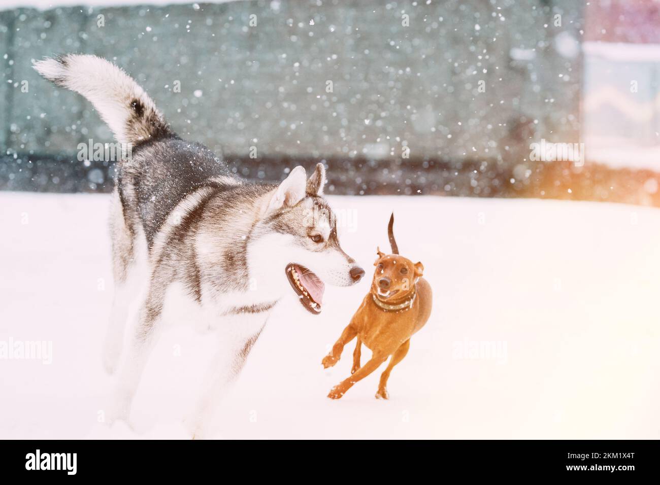 Dos jóvenes perros divertidos Red Brown miniatura Pinscher Pincher Min Pin jugando y Perro husky en la caminata de invierno. Concepto PET. Perros grandes y pequeños. Mascotas corriendo Foto de stock