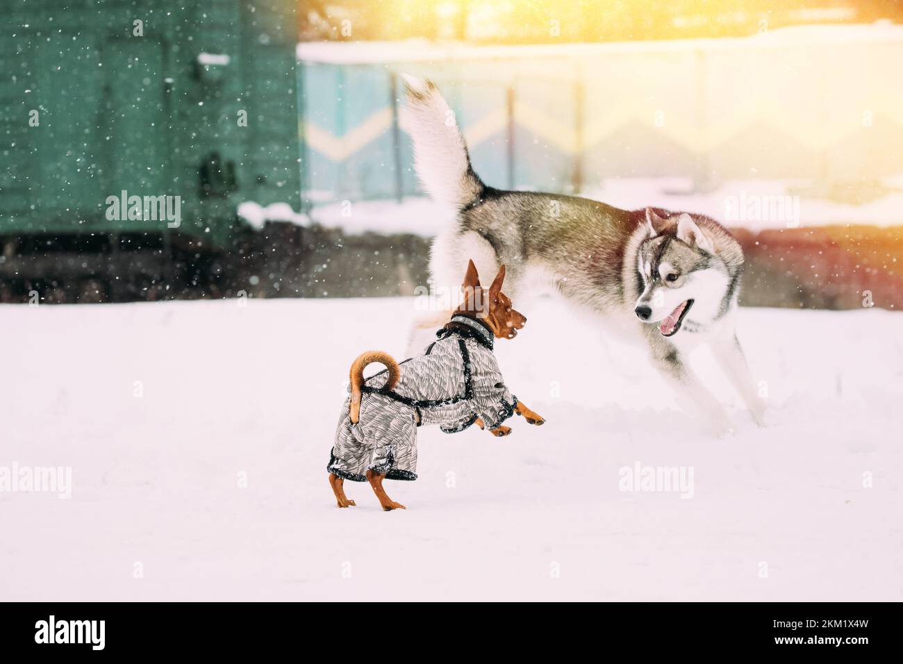 Concepto de perro líder. Dos jóvenes perros divertidos Red Brown miniatura Pinscher Pincher Min Pin jugando y Perro husky en la caminata de invierno. Husky valiente. Los perros juegan Foto de stock