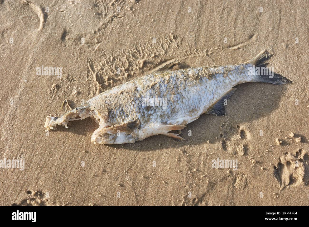 Primer plano de un pez muerto sin cabeza en una playa, enfoque selectivo. Foto de stock