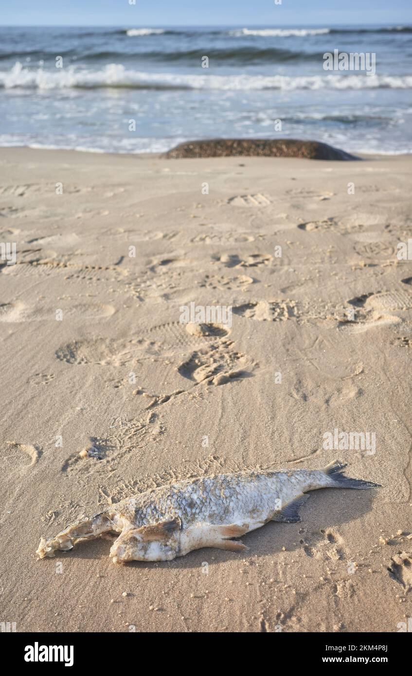 Peces muertos sin cabeza en una playa, enfoque selectivo. Foto de stock