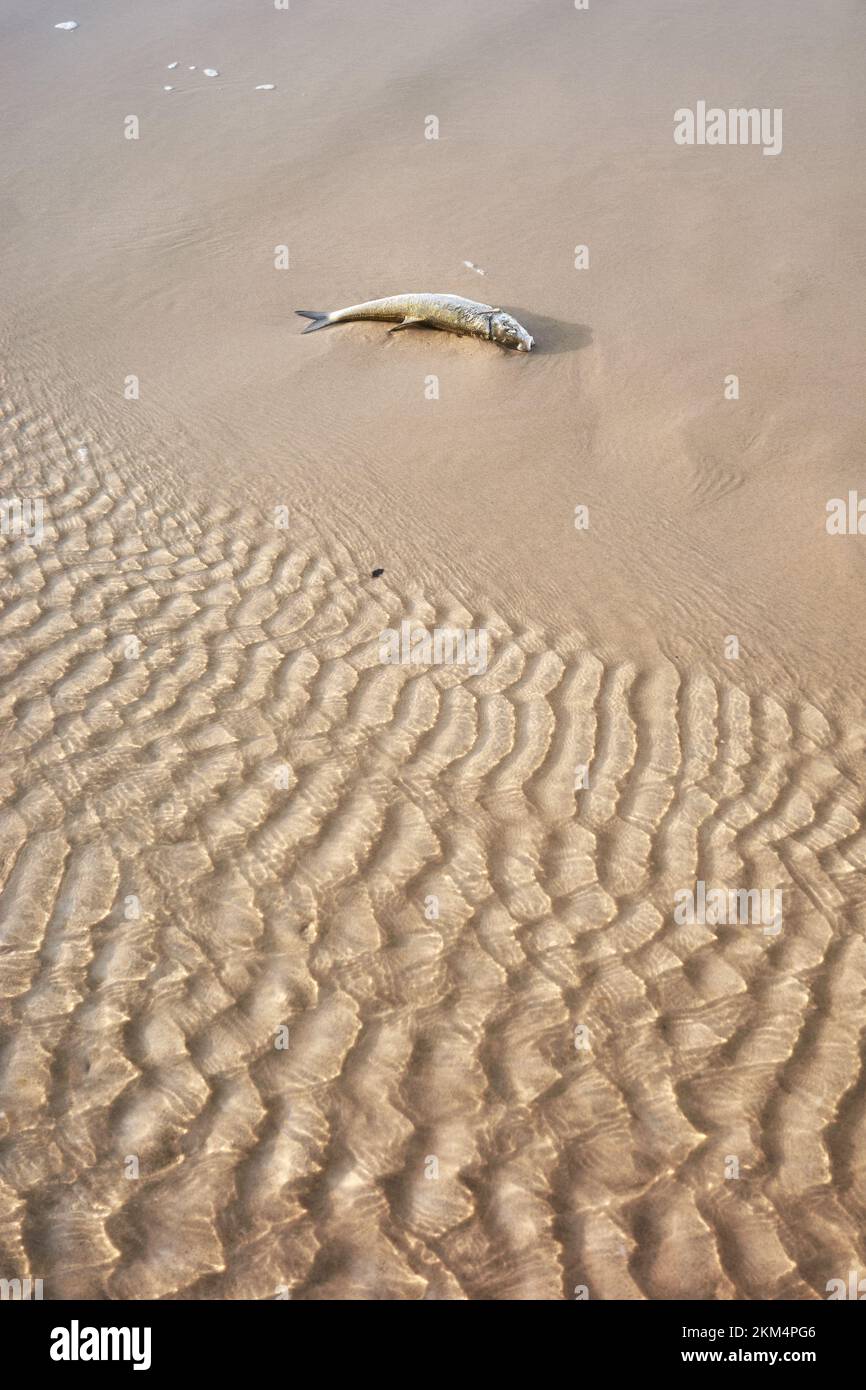 Peces muertos en una playa, enfoque selectivo. Foto de stock
