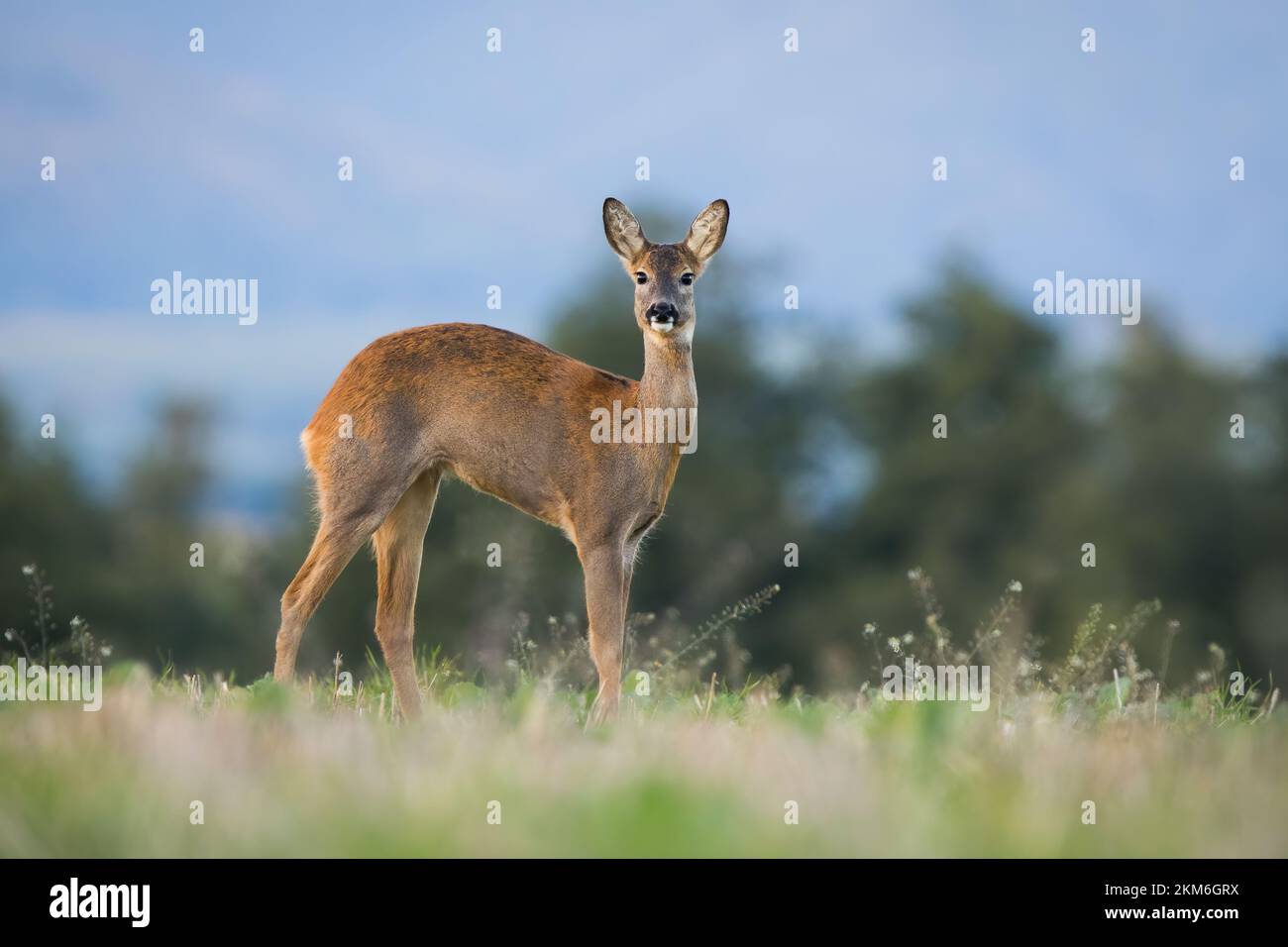 Hembra de ciervo ROE que se extiende en la pradera en otoño de lado Foto de stock