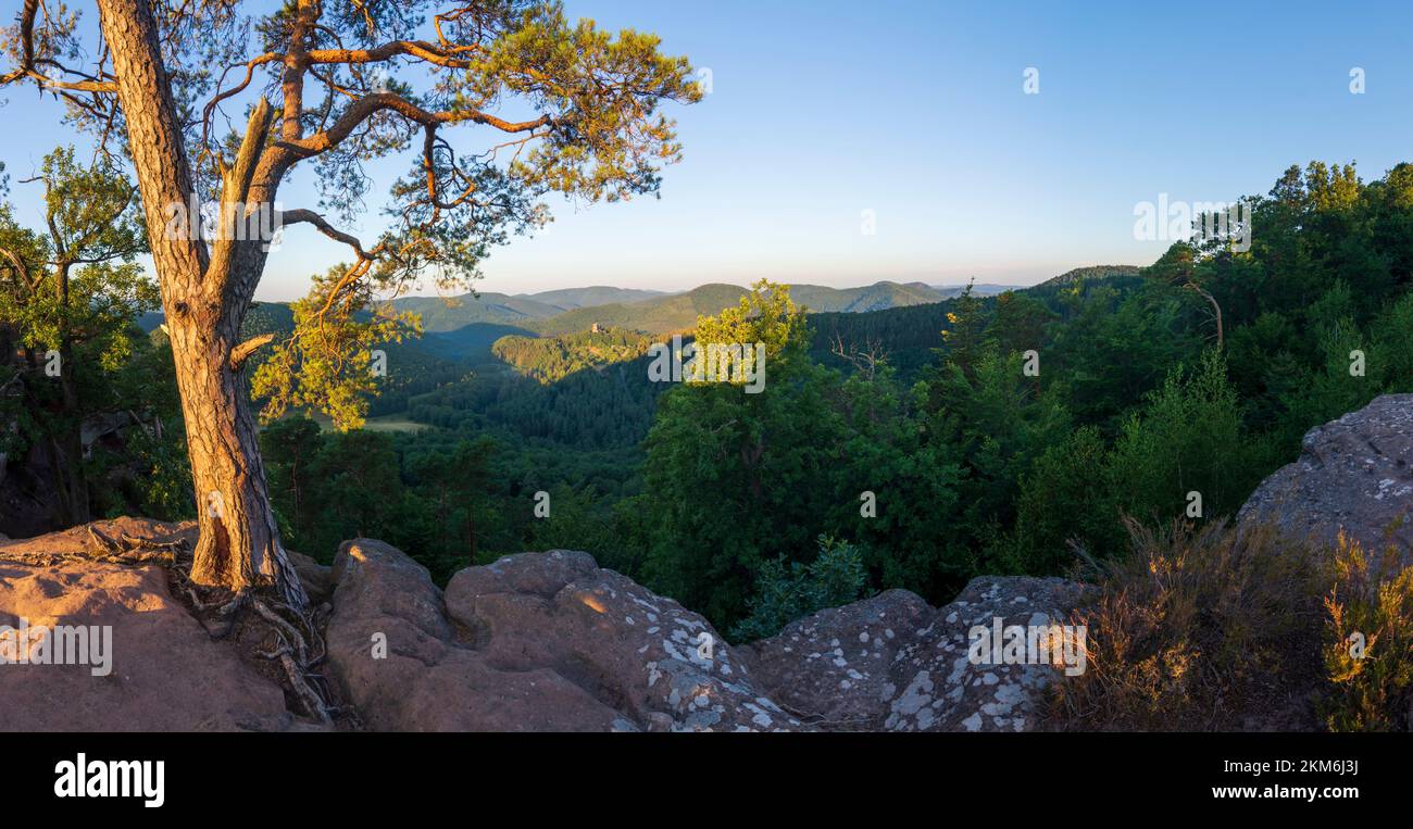 Lembach Castillo de Fleckenstein en la Reserva de la Biosfera Bosque