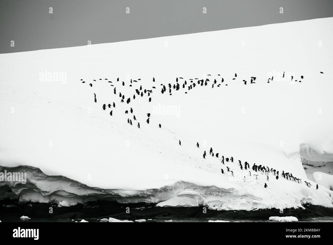 Una colonia de pingüinos Gentoo se extiende a lo largo de la isla cubierta de nieve. Foto de stock