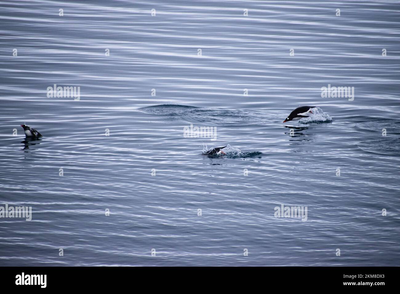 Pingüinos saltando del Océano Antártico, con líneas de astillas en el océano profundo. Foto de stock