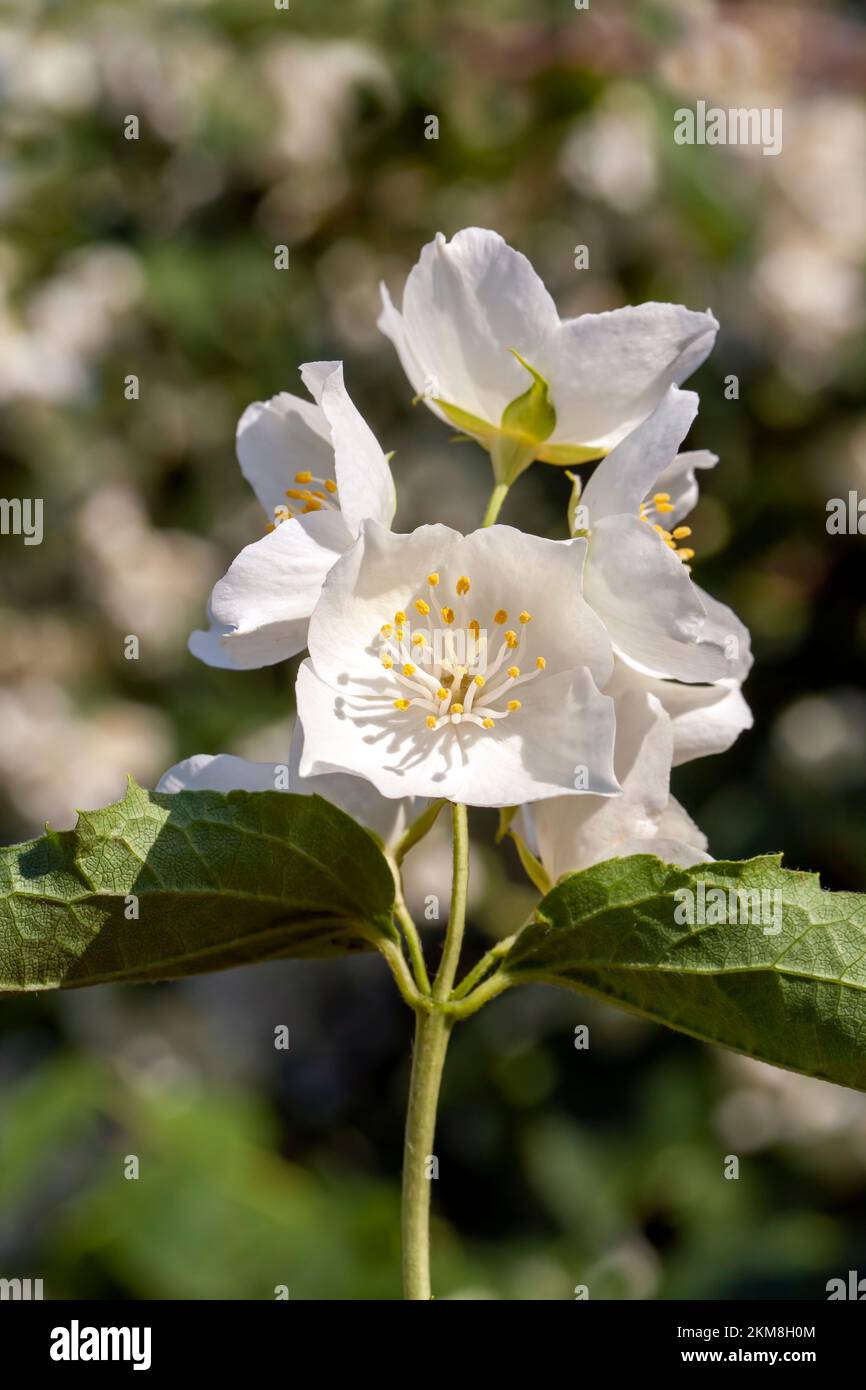 flores de jazmín de edad blanca durante el final de la floración, flores de  jazmín blanco fragantes en la naturaleza Fotografía de stock - Alamy