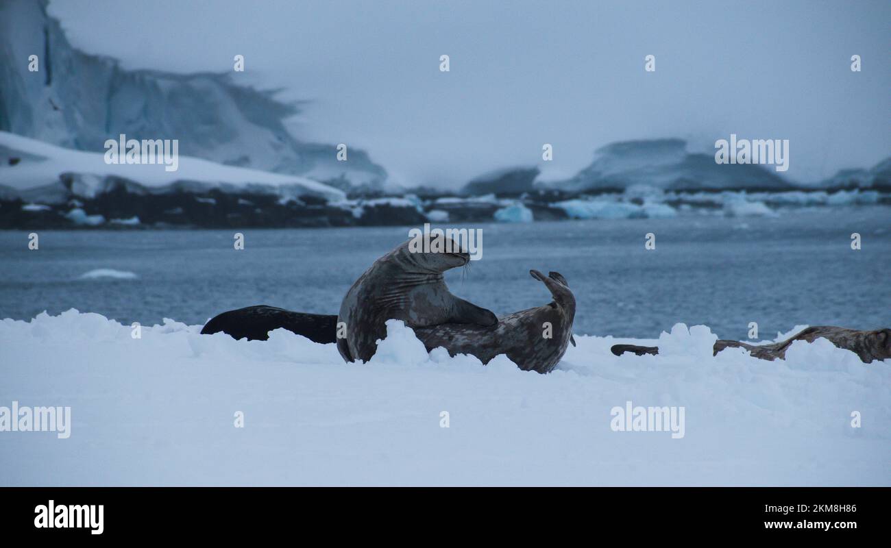 El sello Weddell se relaja en la nieve de Sumer. Este es el Puerto Mikkelsen, Isla Trinidad, parte del Archipiélago Palmer, Antártida. Foto de stock