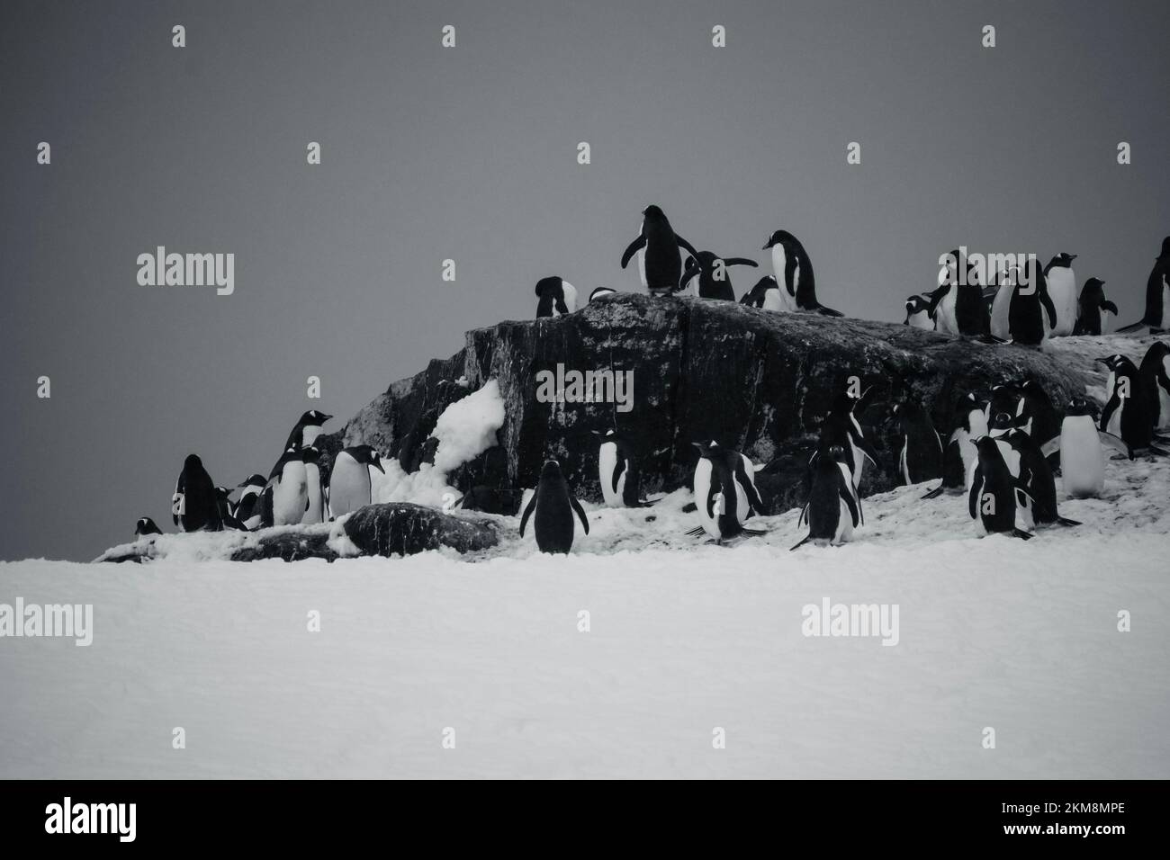 Una pandilla de pingüinos se reunieron en la única zona sin nieve. Preparándose para anidar y tener pingüinos bebé. Foto de stock