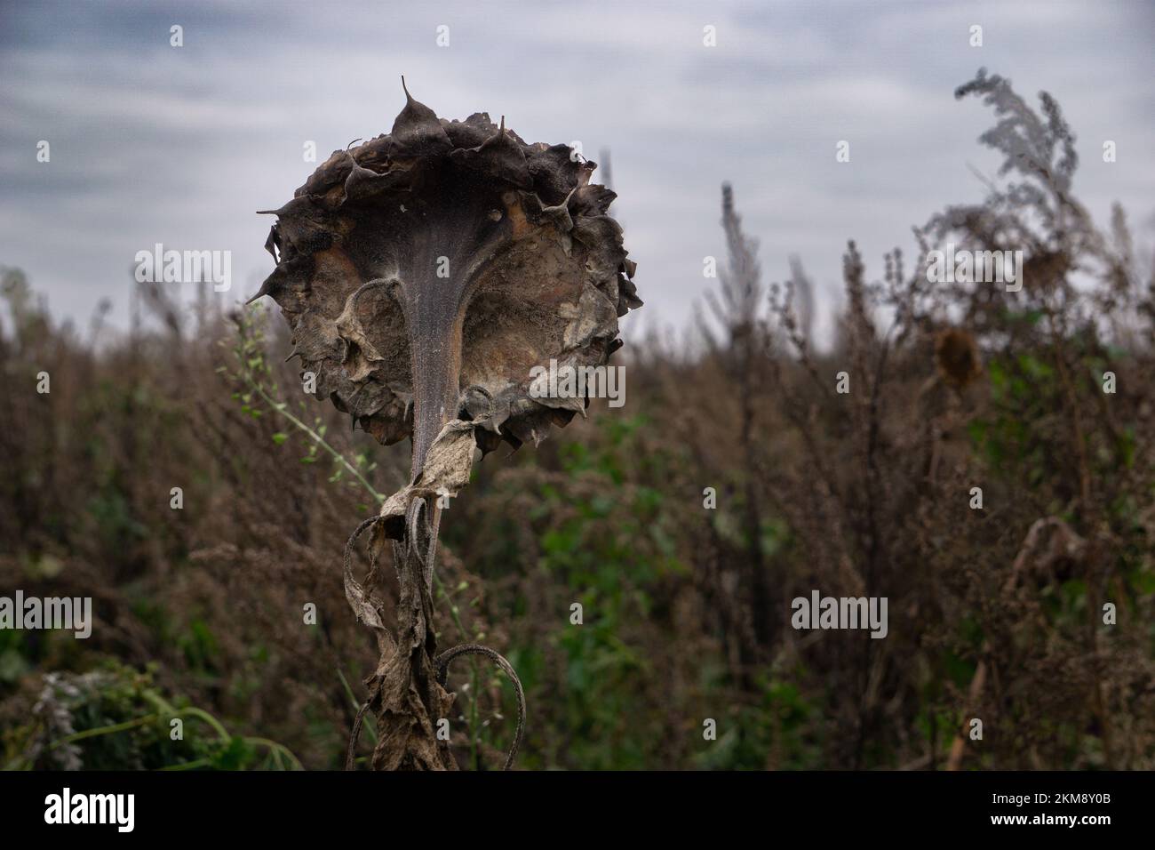 Primer plano de un girasol podrido seco de la espalda en un campo  Fotografía de stock - Alamy