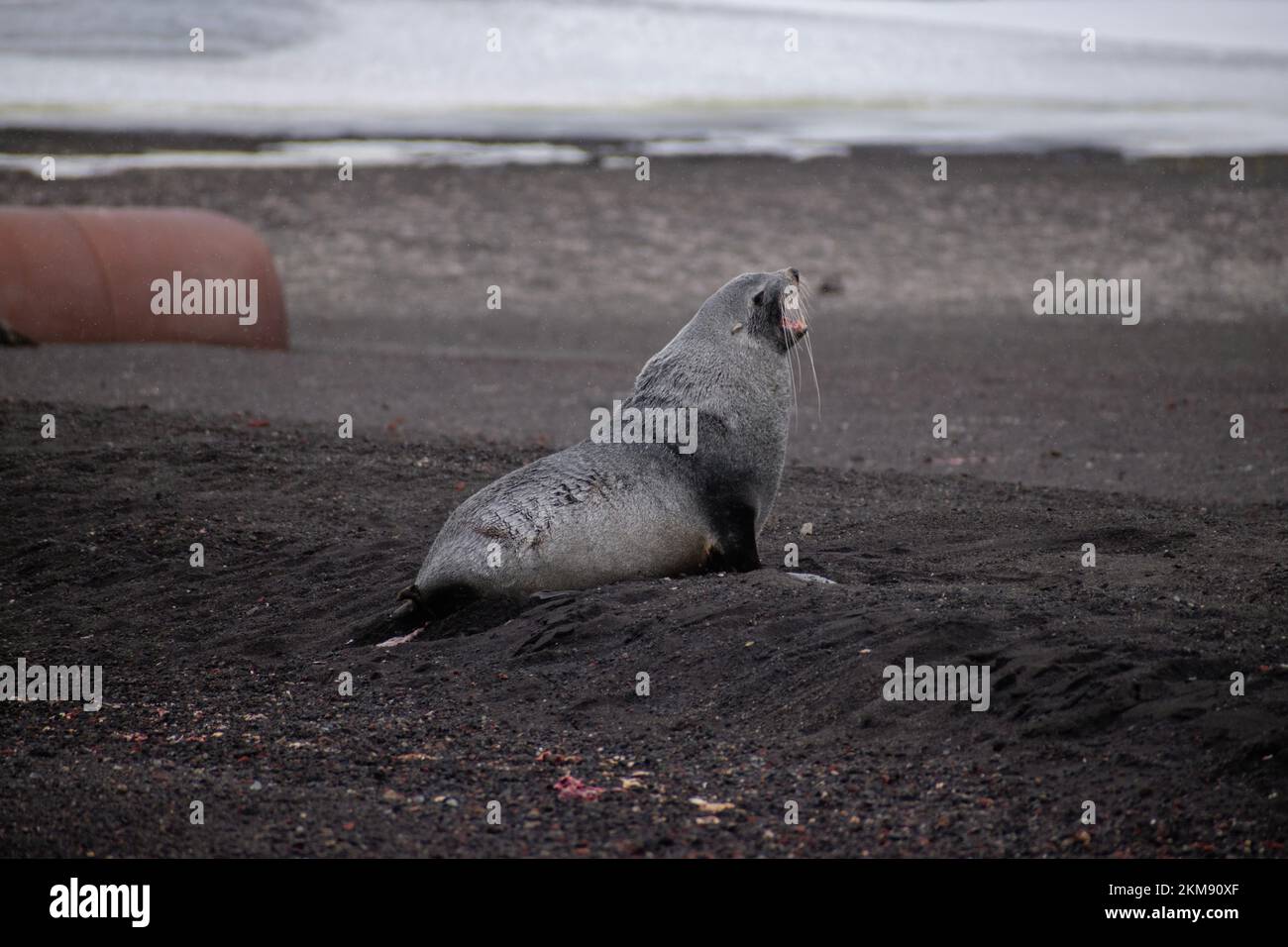 Una foca de piel antártica macho se está relajando alrededor de la Isla Decepción, en las islas Shetland del sur. Foto de stock
