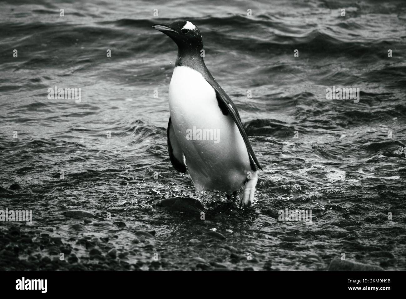 Gentoo Penguin está saliendo del agua hacia la playa de guijarros de Half Moon Island. Foto de stock