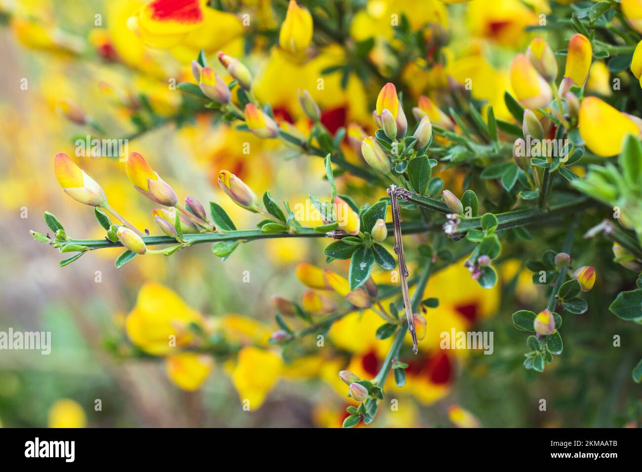 Plantas vibrantes de escoba escocesa en flor en Ushuaia, Argentina. En plena floración con ricos tonos de amarillo y rojo. Foto de stock