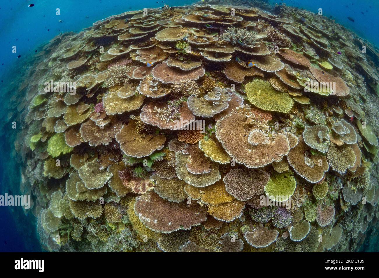 Prístino jardín de coral duro y saludable en un arrecife de coral poco profundo en el Indo-pacífico Foto de stock