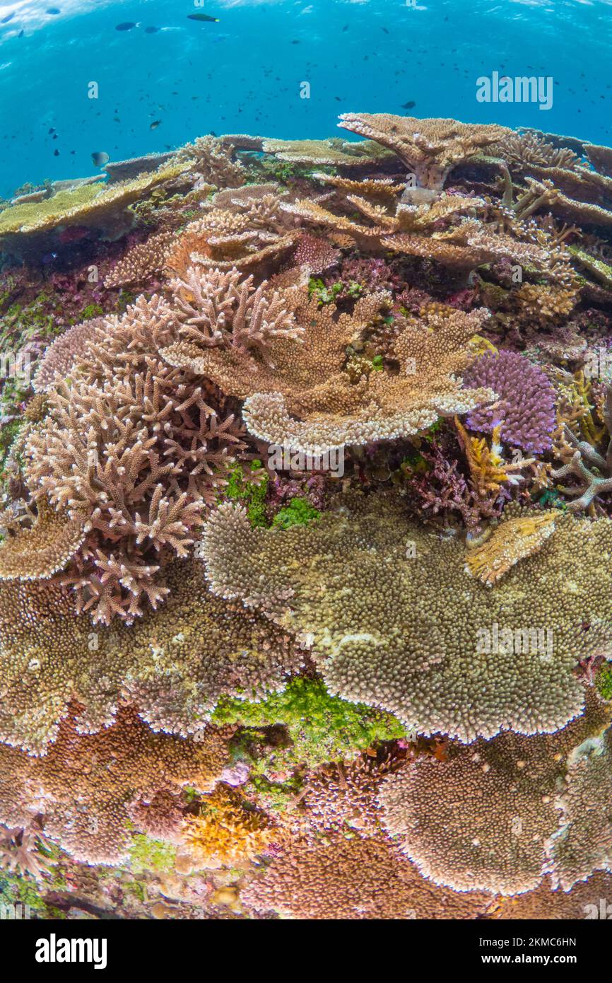 Prístino jardín de coral duro y saludable en un arrecife de coral poco profundo en el Indo-pacífico Foto de stock