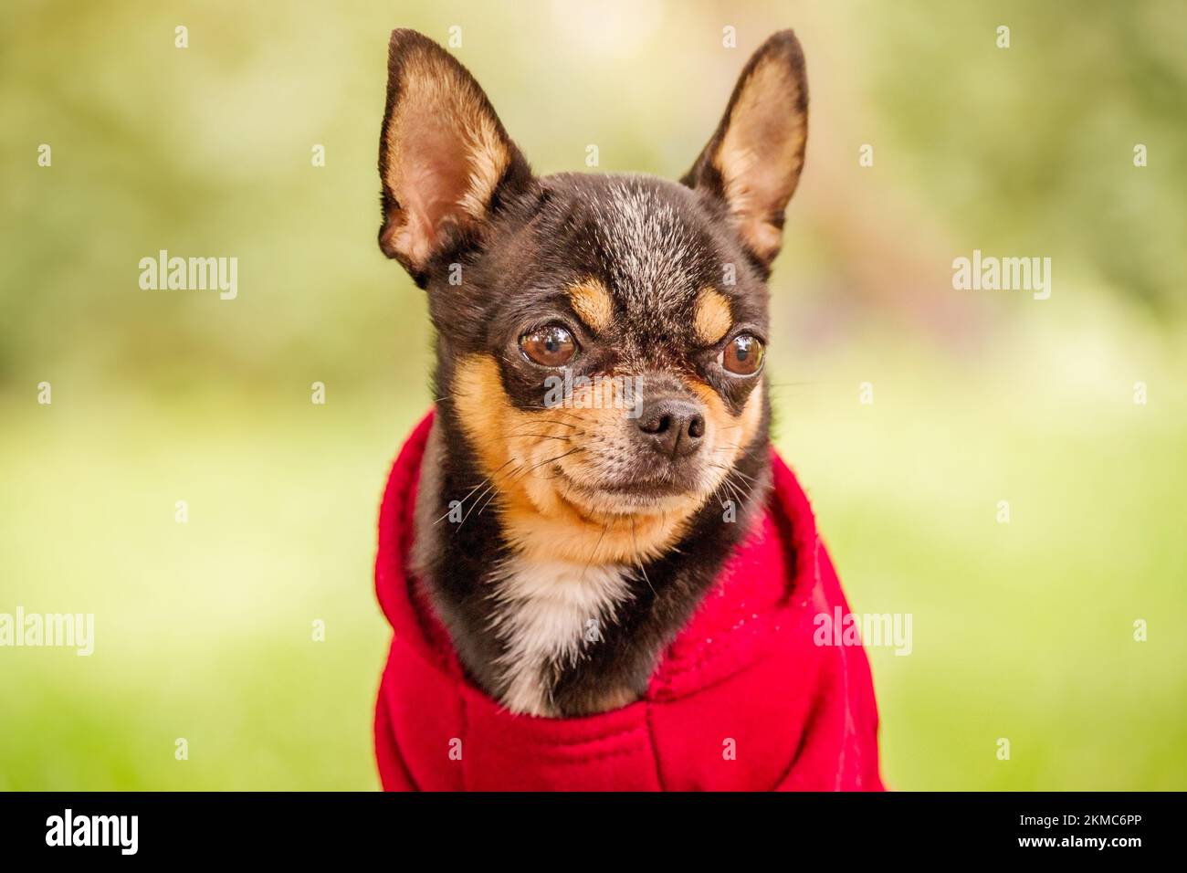 Chihuahua perro tricolor de pelo corto en ropa. Mini perro con capucha roja  Fotografía de stock - Alamy