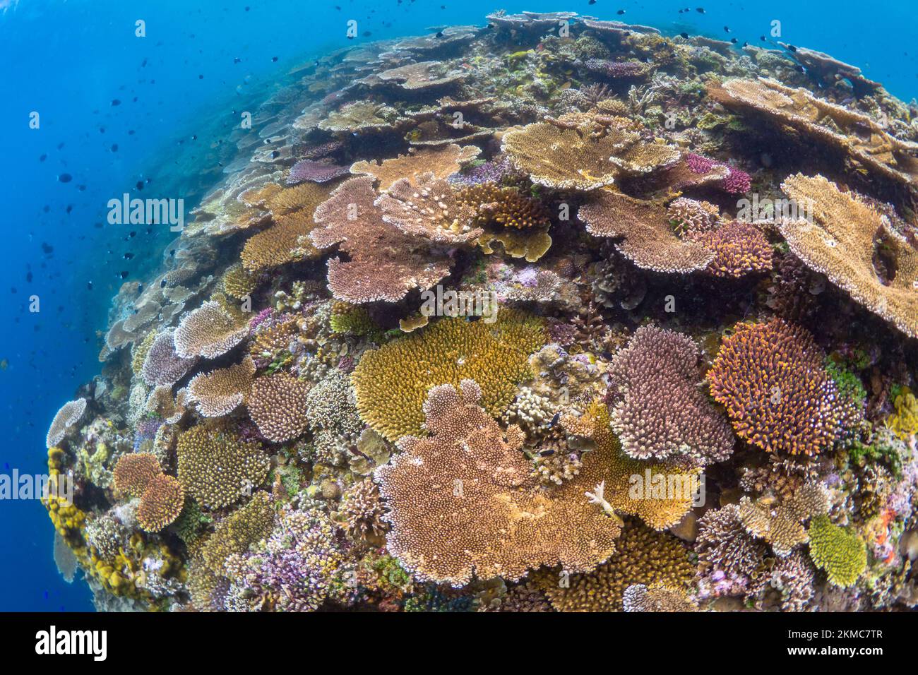 Prístino jardín de coral duro y saludable en un arrecife de coral poco profundo en el Indo-pacífico Foto de stock