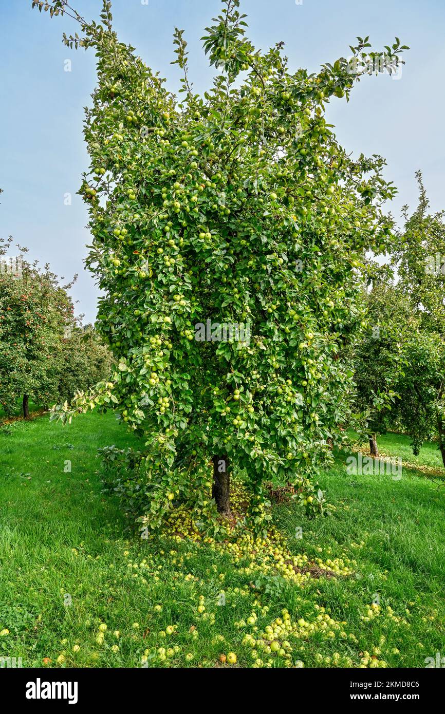 Manzanas de sidra madura cerca de la sidra de Burrow Hill en los niveles de Somerset Foto de stock