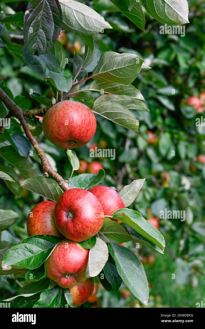 Manzanas de cidra roja en un huerto cerca de Burrow Hill en los niveles de Somerset Foto de stock