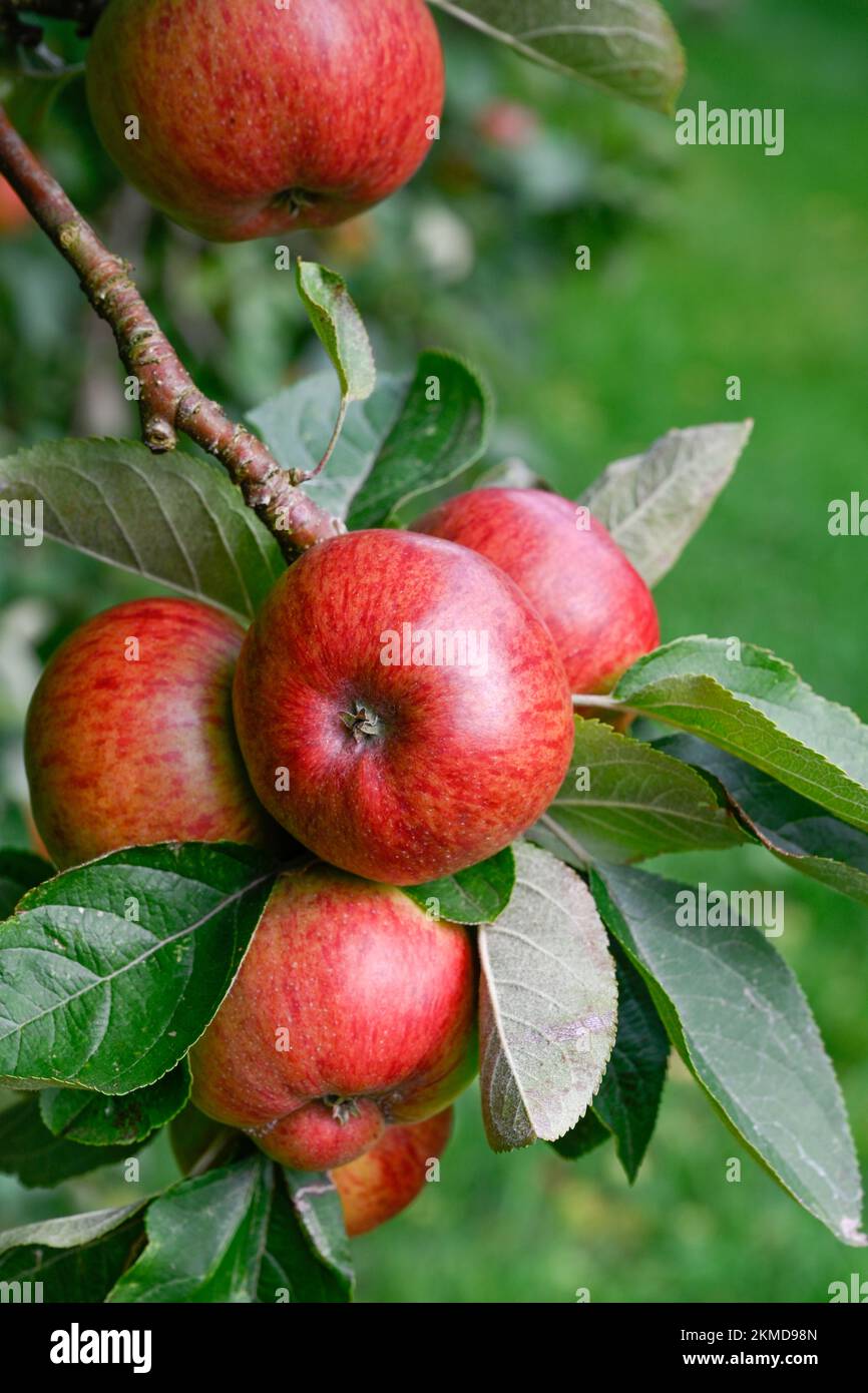 Manzanas de cidra roja en un huerto cerca de Burrow Hill en los niveles de Somerset Foto de stock
