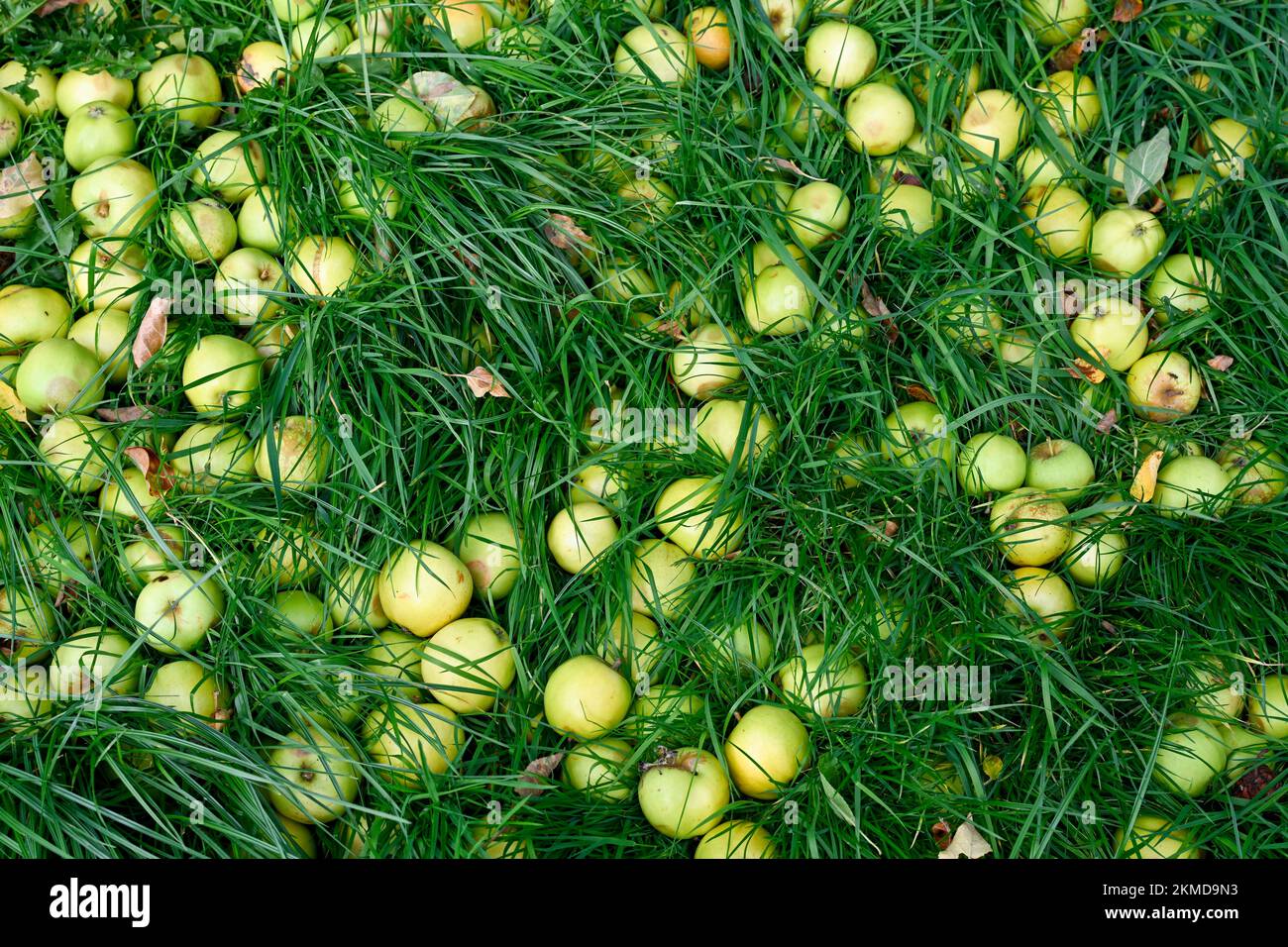 Manzanas maduras de cidra de viento cerca de la cidra de Burrow Hill en los niveles de Somerset Foto de stock
