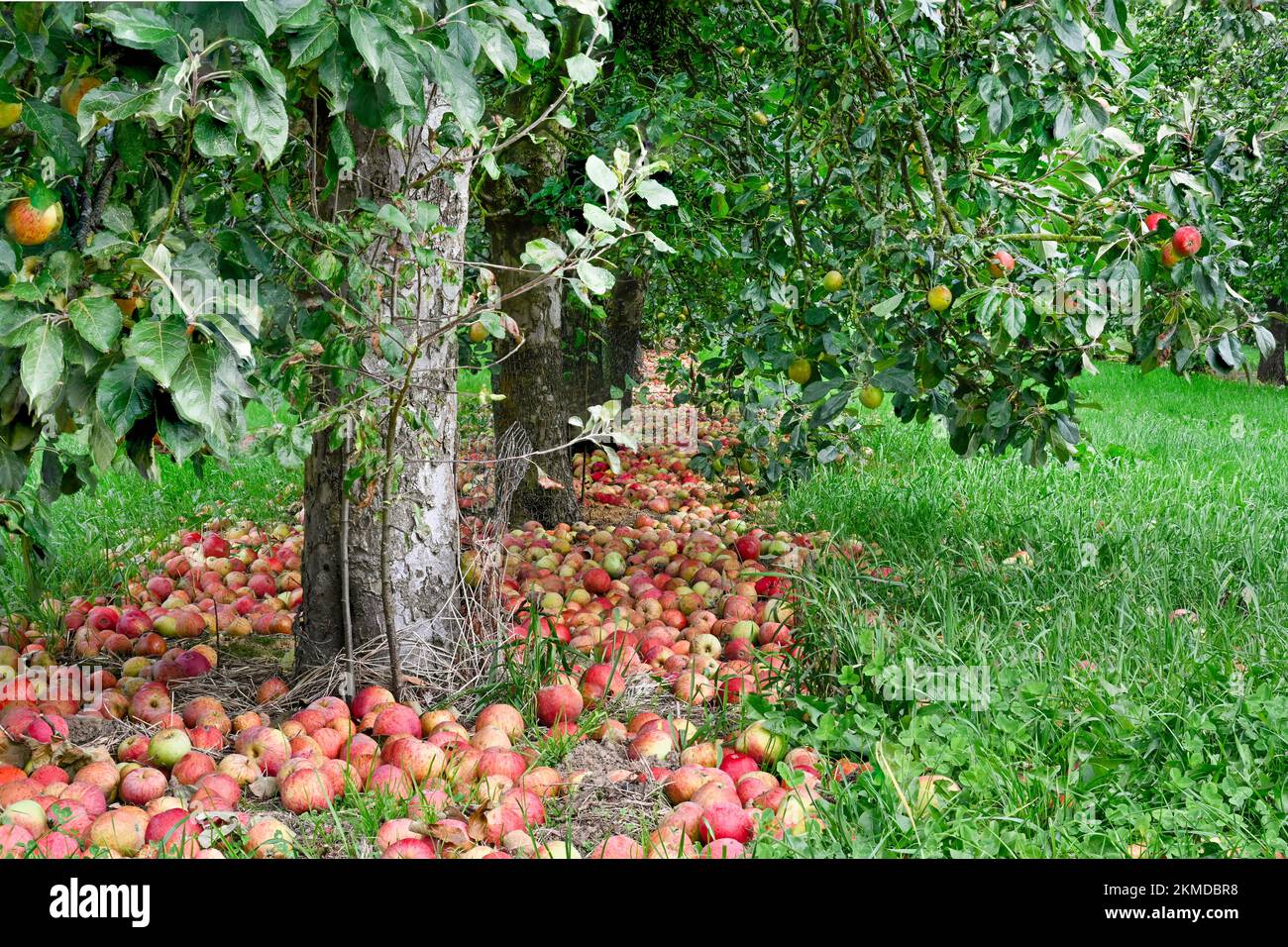 Manzanas maduras de cidra de viento cerca de la cidra de Burrow Hill en los niveles de Somerset Foto de stock