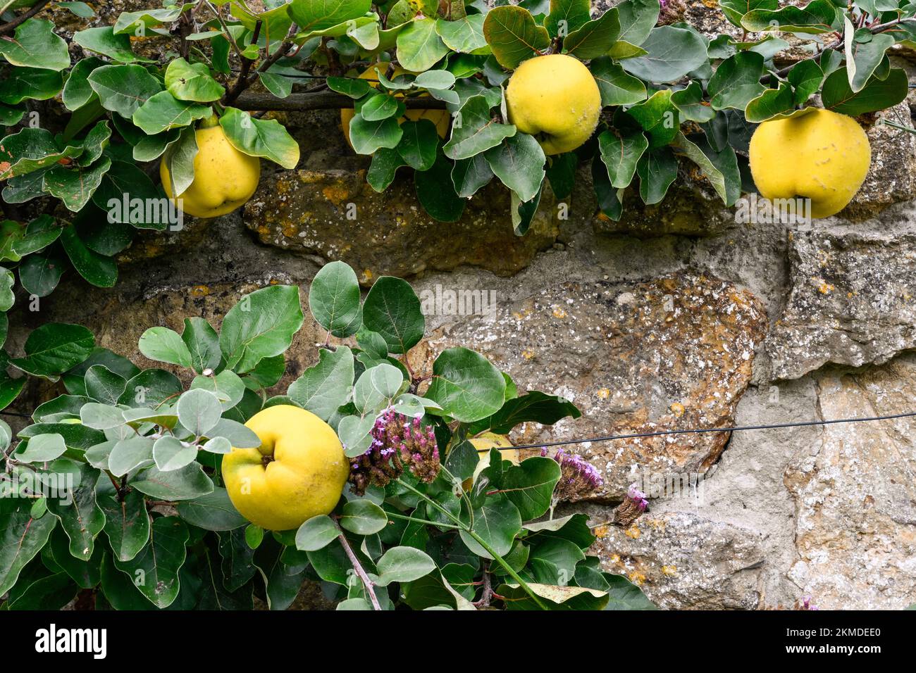 Membrillos en un árbol de tipo Espallier contra una pared en un jardín de Somerset Foto de stock