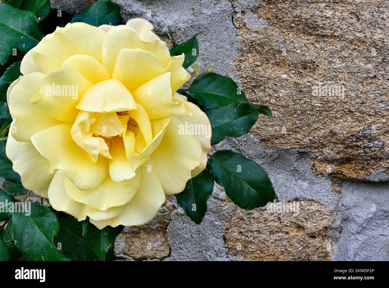 Rosa amarilla en el foco completo contra una pared de Hamstone Foto de stock