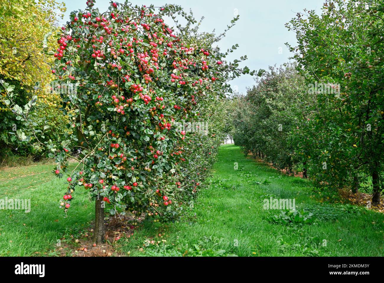 Manzanas de sidra madura cerca de la sidra de Burrow Hill en los niveles de Somerset Foto de stock