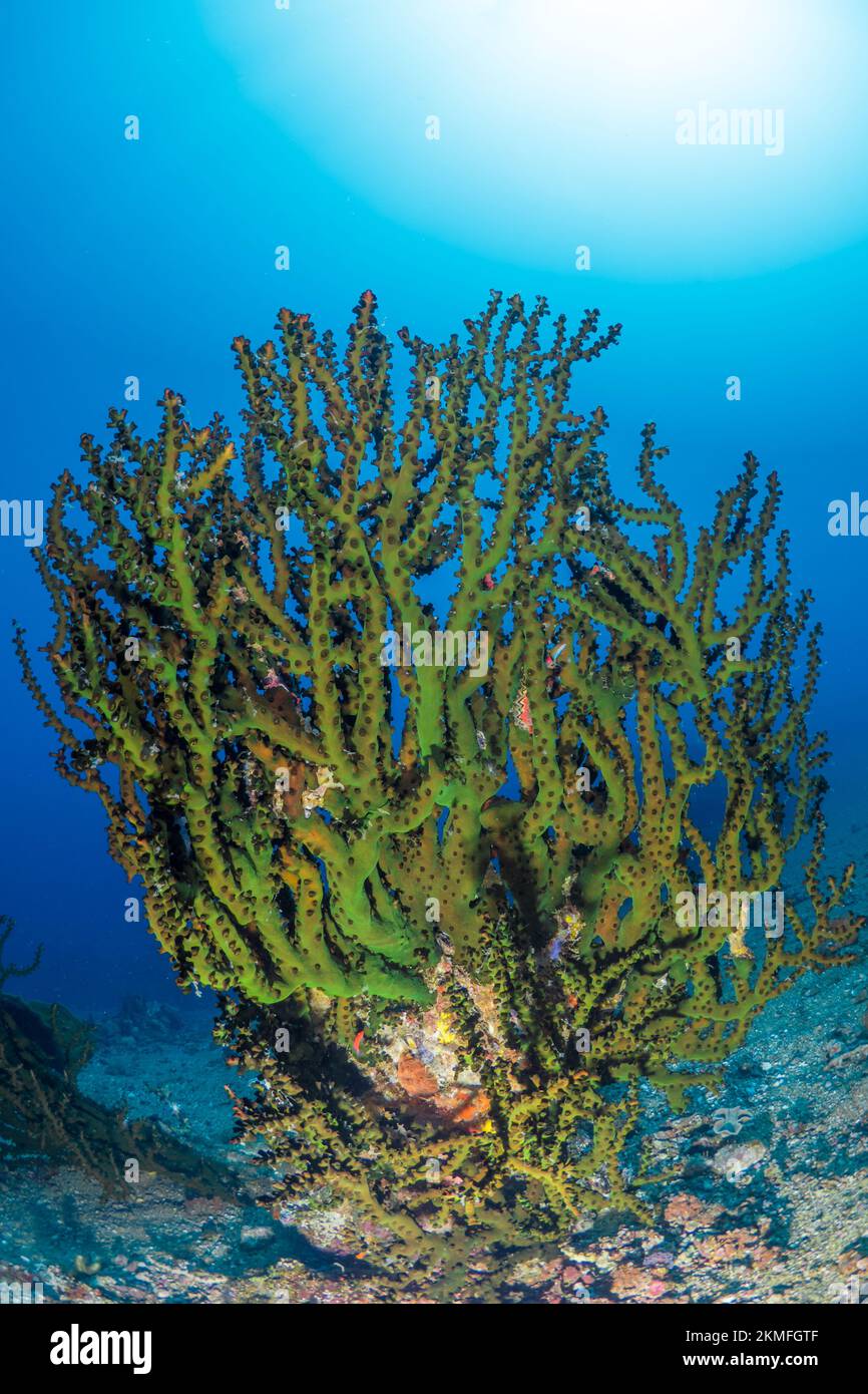 Prístino jardín de coral duro y saludable en un arrecife de coral poco profundo en el Indo-pacífico Foto de stock