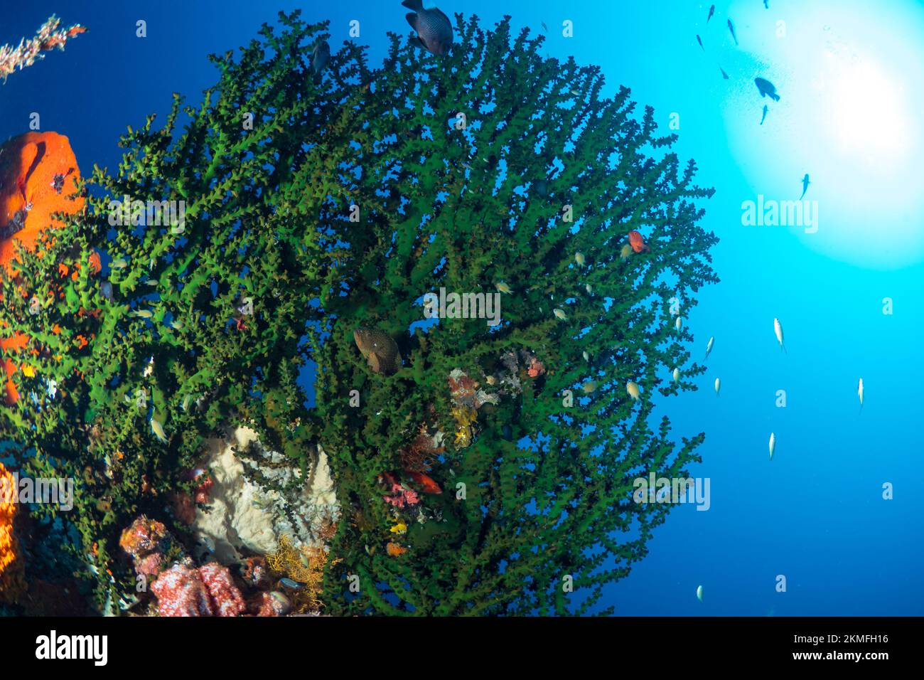 Prístino jardín de coral duro y saludable en un arrecife de coral poco profundo en el Indo-pacífico Foto de stock