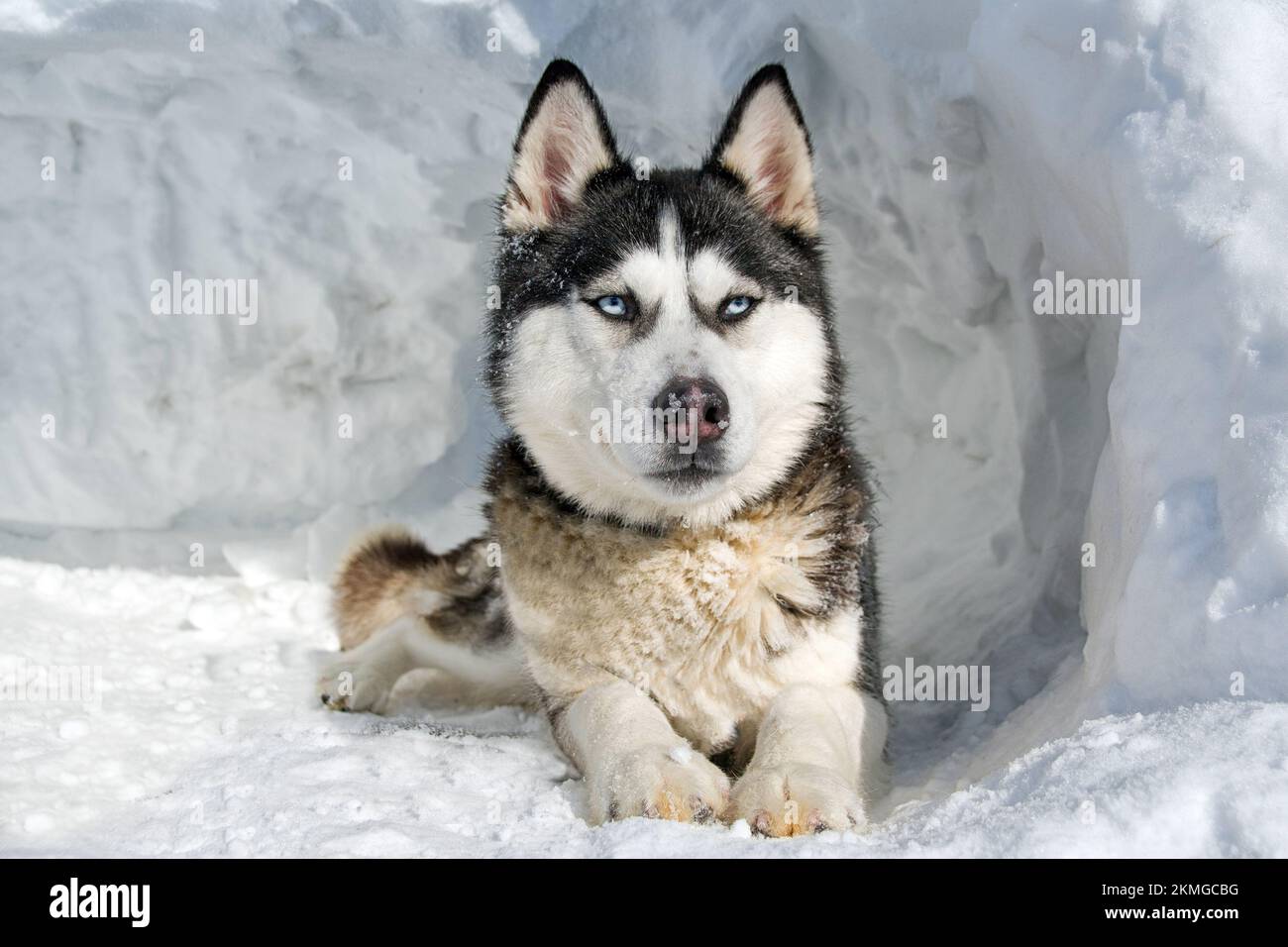 husky descansando delante de un iglú de hielo Foto de stock
