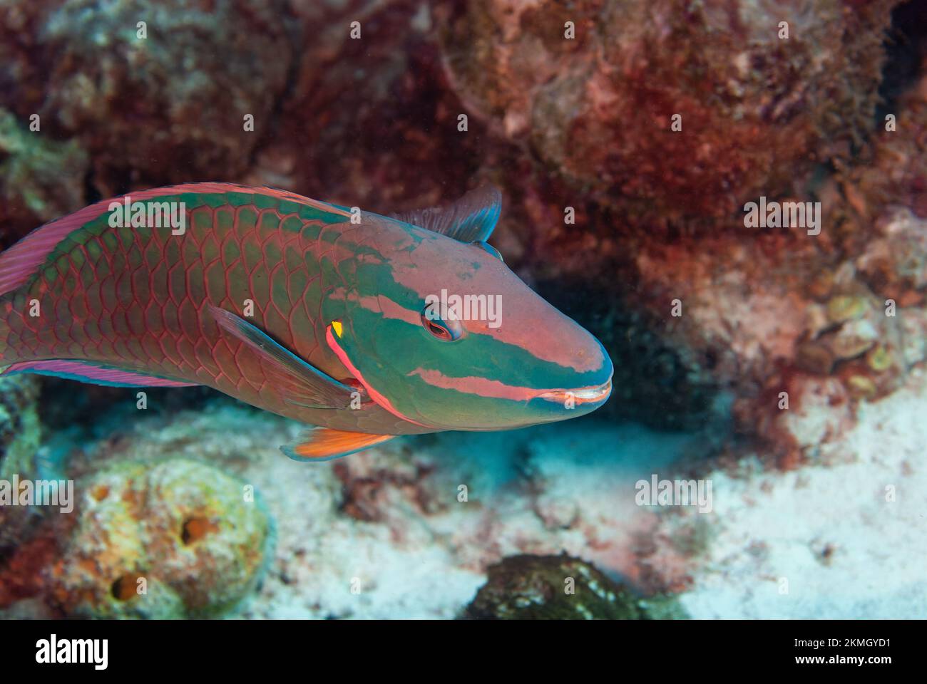 Semáforo Parrotfish Sparisoma Viride Bonaire, Islas Leeward Foto de stock