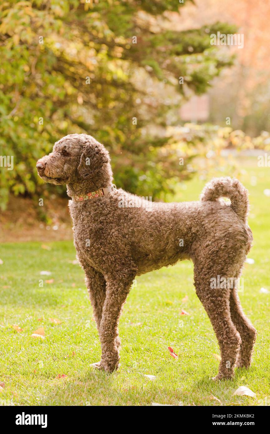 Caniche estándar fuera en el parque en un soleado día de otoño. Poodle femenino alto disfrutando del aire libre durante la temporada de otoño. Foto de stock