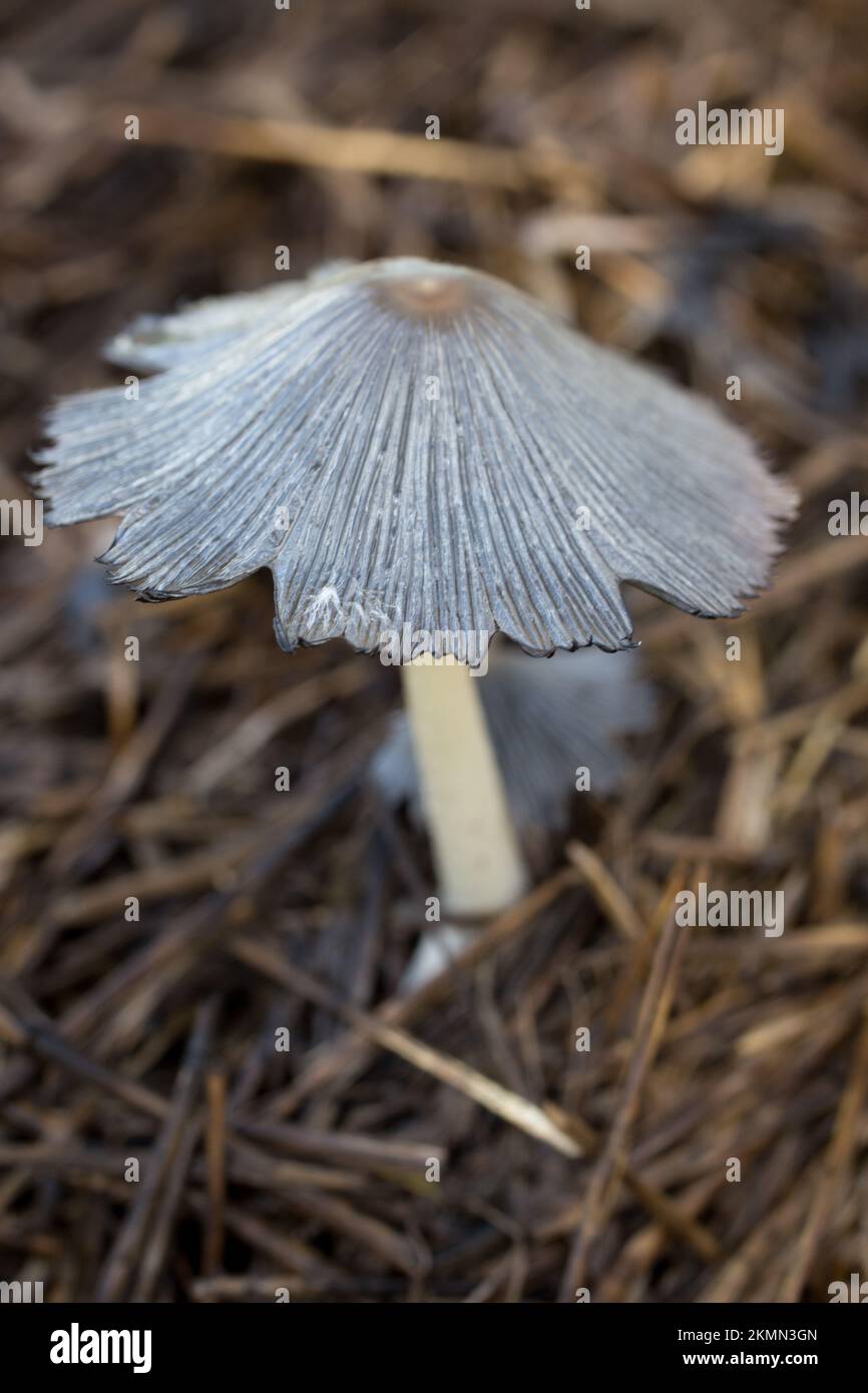 Una seta plisada de la tapa de la tinta, Parasola plicatilis, bajo coníferas mixtas, en Troy, Montana. División: Basidiomycota Clase: Agaricomycete Foto de stock