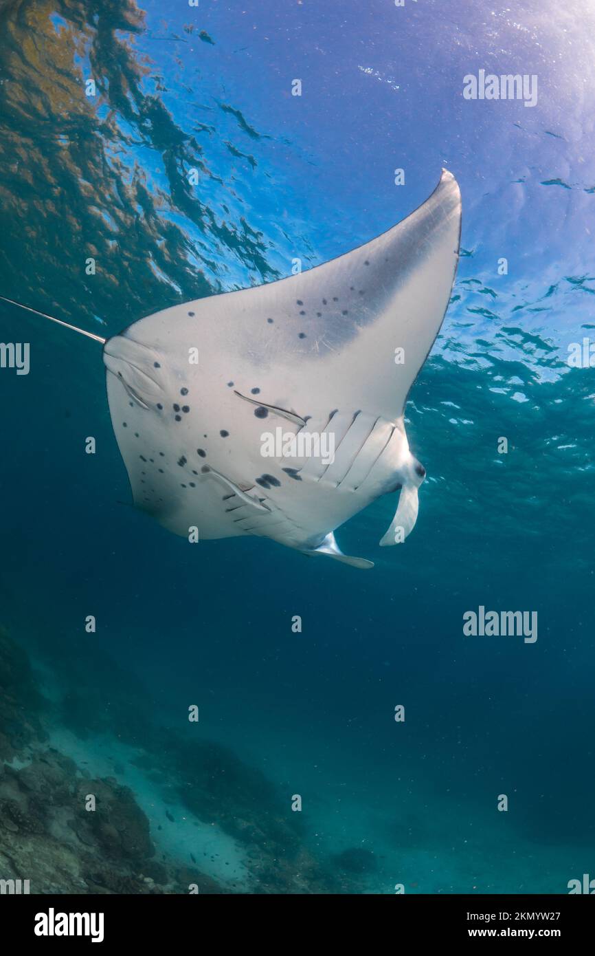 Manta del arrecife - Mobula alfredi nadando sobre el arrecife de coral Foto de stock