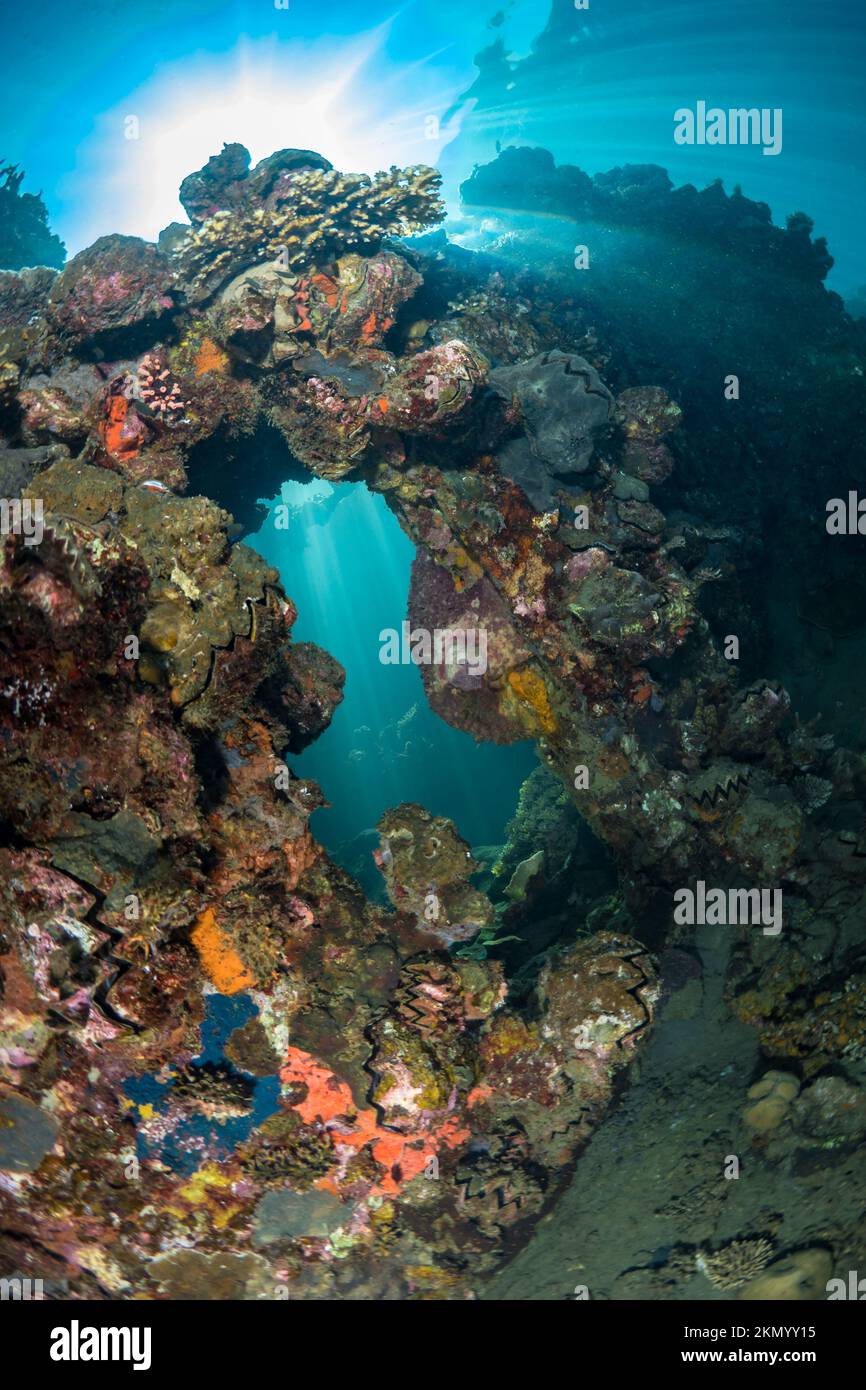 Corales creciendo en la Guerra Mundial 2 naufragios en el triángulo de coral Foto de stock